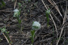Micropus californicus