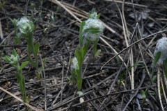 Micropus californicus