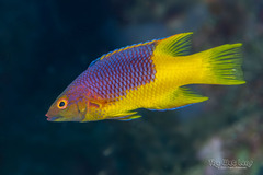 Spanish Hogfish photo 1