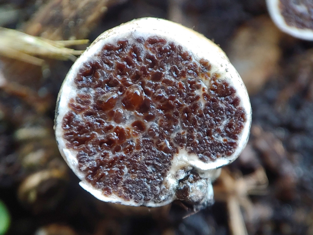 Octaviania potteri
