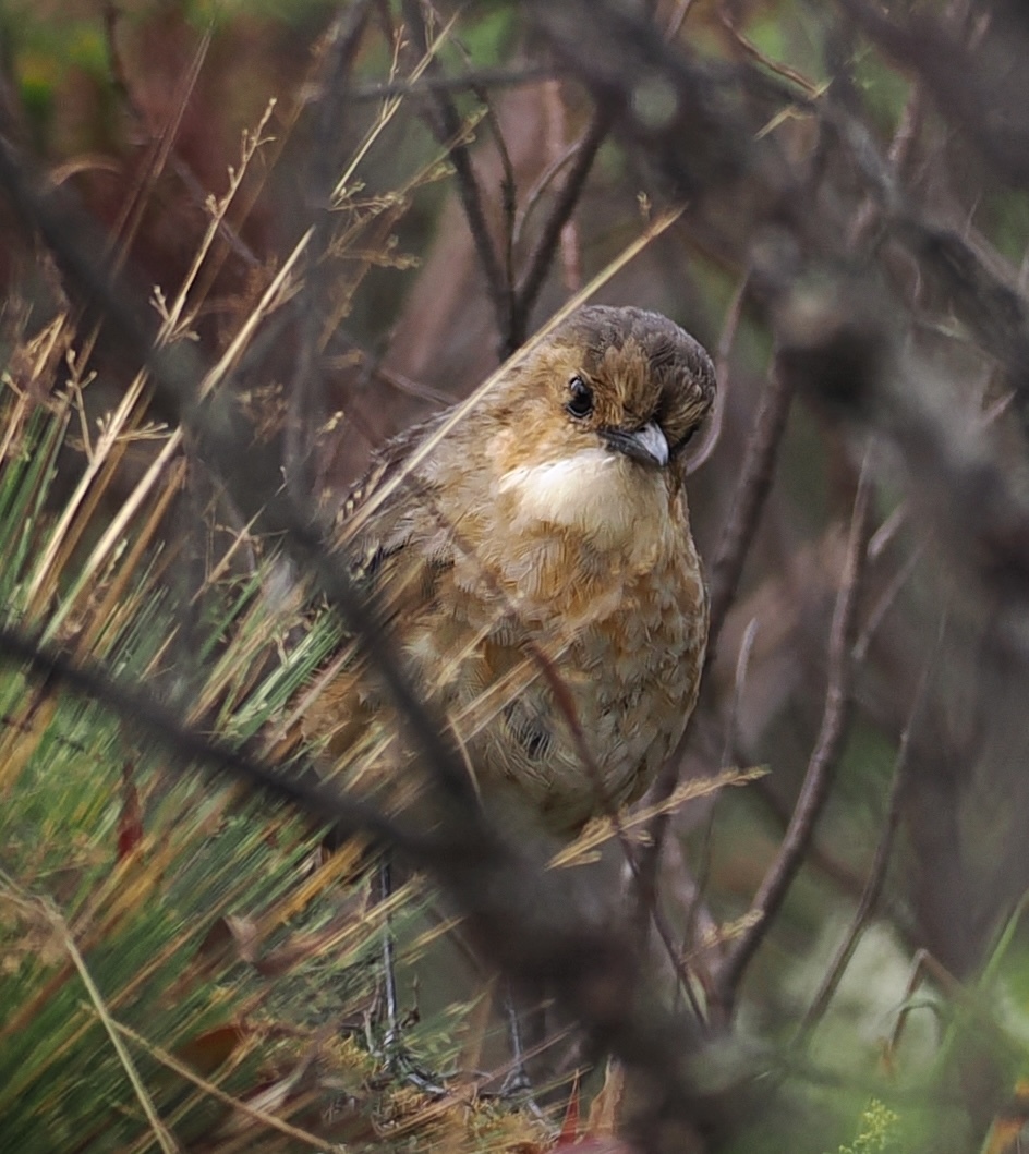 Boyaca Antpitta (Grallaria alticola), photo 1