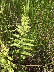 Thelypteris palustris