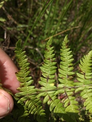 Thelypteris palustris