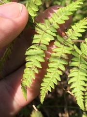 Thelypteris palustris