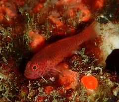 Large-Eye Pygmygoby photo 3