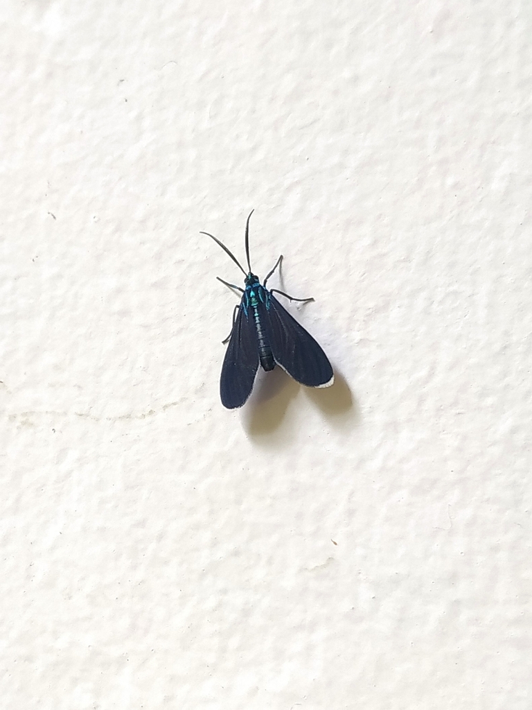 Uranophora lelex