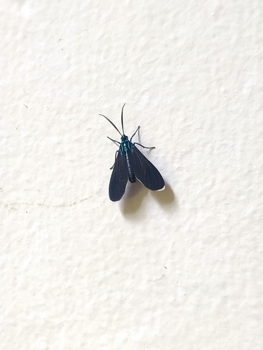 Uranophora lelex