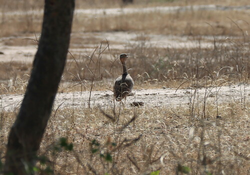 iNaturalist image