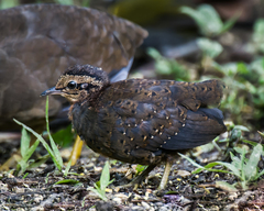 Little Tinamou photo 5
