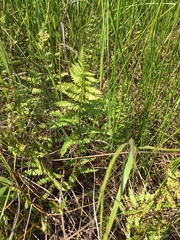 Thelypteris palustris