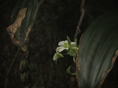 Dendrobium ovatum