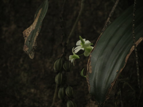 Image of Dendrobium ovatum by no rights reserved