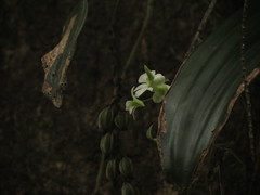 Dendrobium ovatum