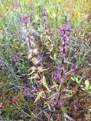 Pedicularis parviflora