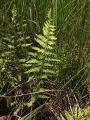 Thelypteris palustris