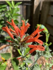 Dicliptera suberecta