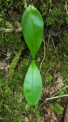 Clintonia