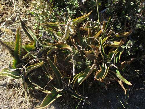 Kalanchoe daigremontiana image