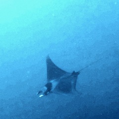 Mobula mobular