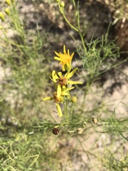 Senecio spartioides multicapitatus