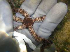 Ophiocoma echinata