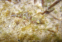 Metapenaeopsis goodei