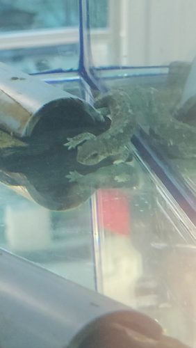 Montseny Newt, Calotriton arnoldi