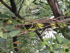 Dendrophthoe falcata