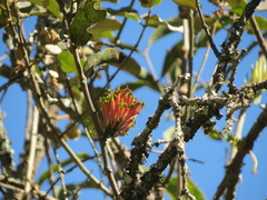 Dendrophthoe falcata