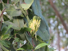 Dendrophthoe falcata