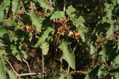 Avistamiento Cistus populifolius