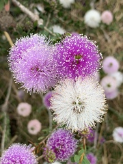 Melaleuca nesophila