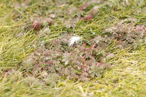 Image of Acaena magellanica by no rights reserved