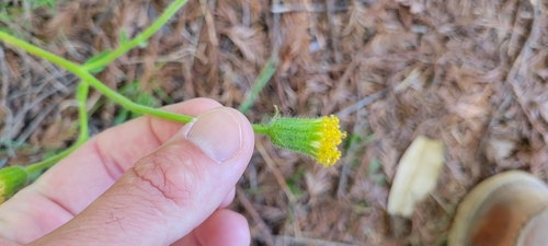 Image of Arnica discoidea by no rights reserved
