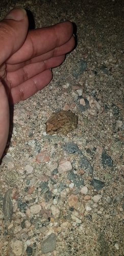 Arabian Toad