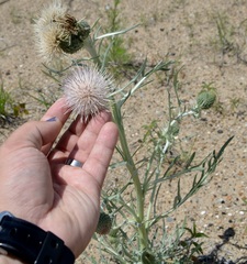 Cirsium pitcheri