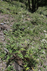Cirsium chlorocomos
