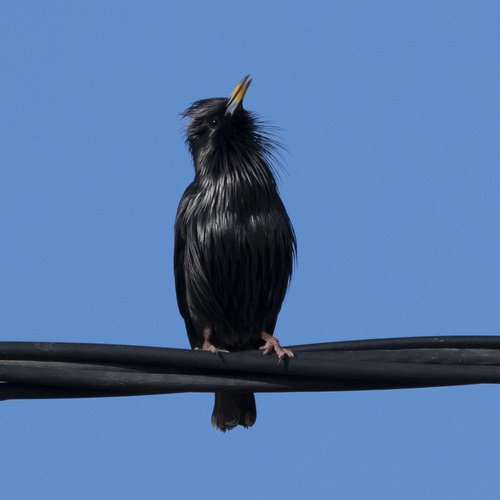 Spotless Starling