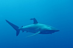 Carcharhinus falciformis