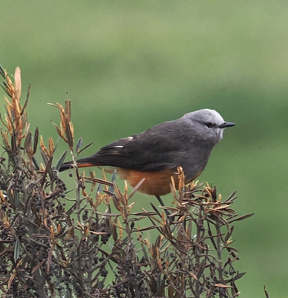 Red-rumped Bush Tyrant (Cnemarchus erythropygius), photo 3