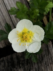 Geum pentapetalum