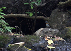 Cyornis pallidipes