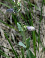 Penstemon grandiflorus