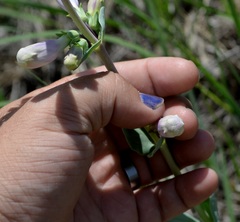 Penstemon grandiflorus
