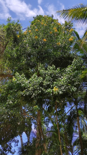 Foto de Pau-Fava