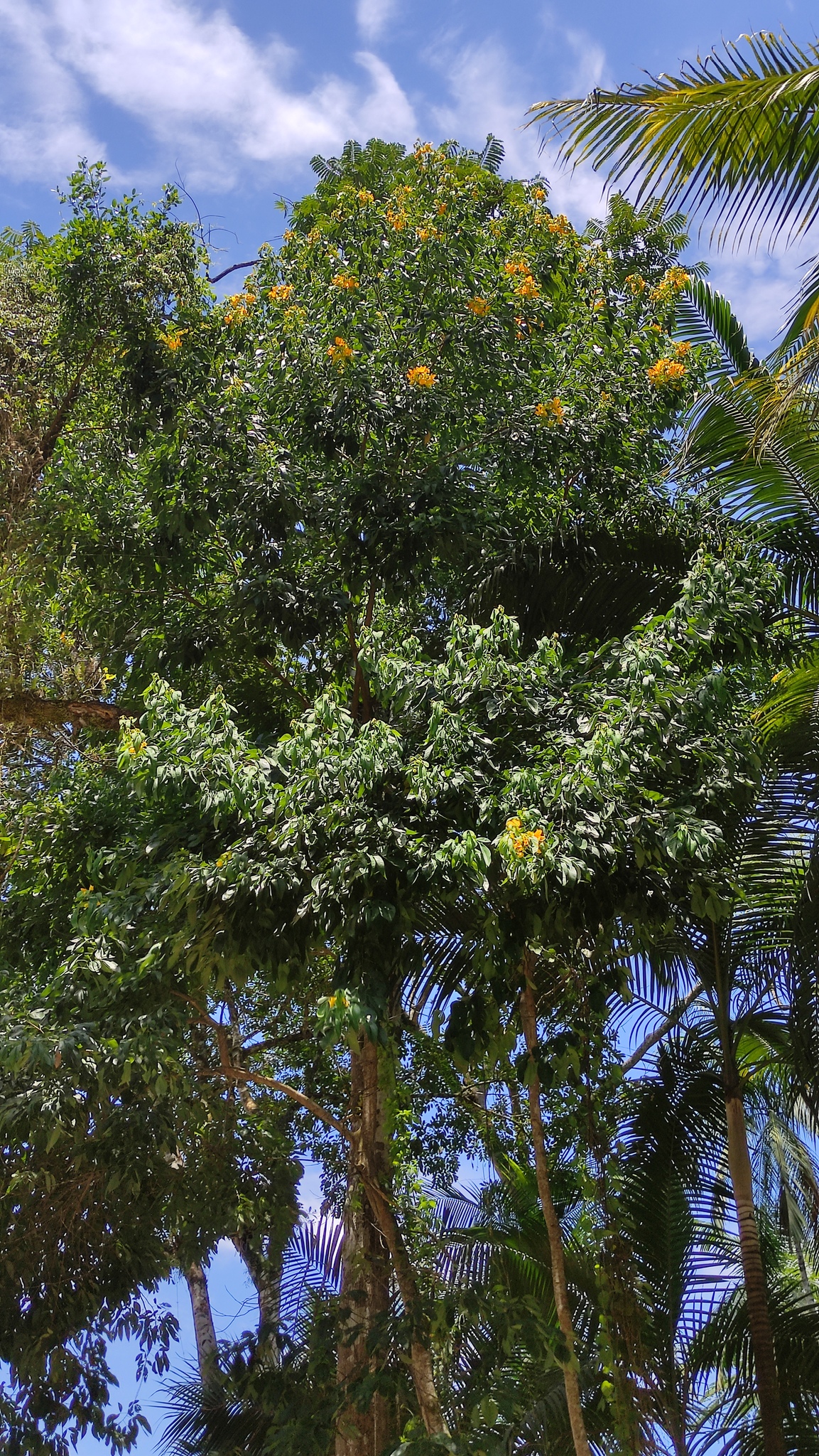 Imagem de Pau-Fava