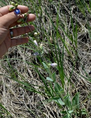 Penstemon grandiflorus