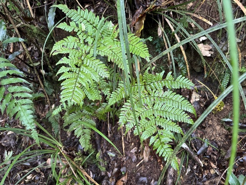 Dryopteris labordei iNat (3)