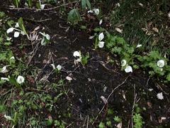 Lysichiton camtschatcensis