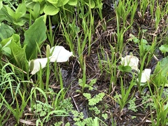 Lysichiton camtschatcensis